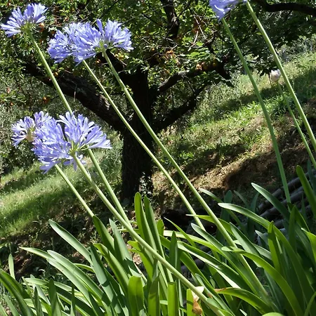 Ulivi House, Inside A Private Park, Shared Pool, Tennis, 2 Ac Bdr, 2bth, Parking Next And Private Garage In Lerici! Holiday home Lerici